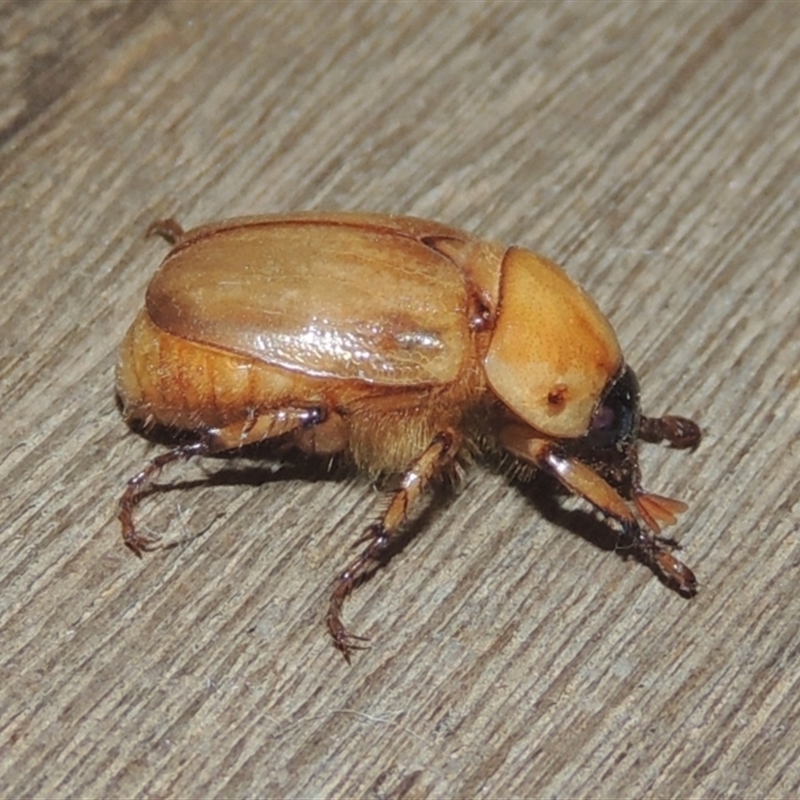 Cyclocephala signaticollis