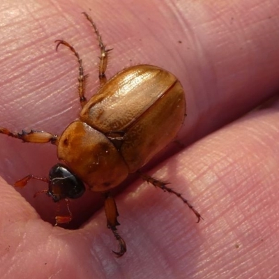 Cyclocephala signaticollis