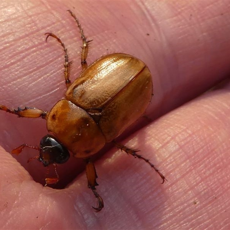 Cyclocephala signaticollis