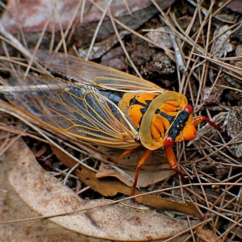 Cyclochila australasiae