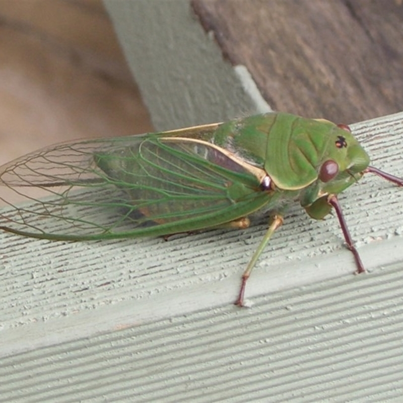 Cyclochila australasiae