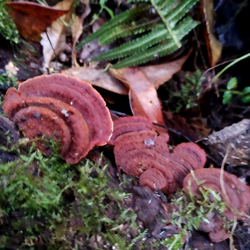 Cyclomyces setiporus