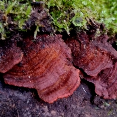 Cyclomyces setiporus