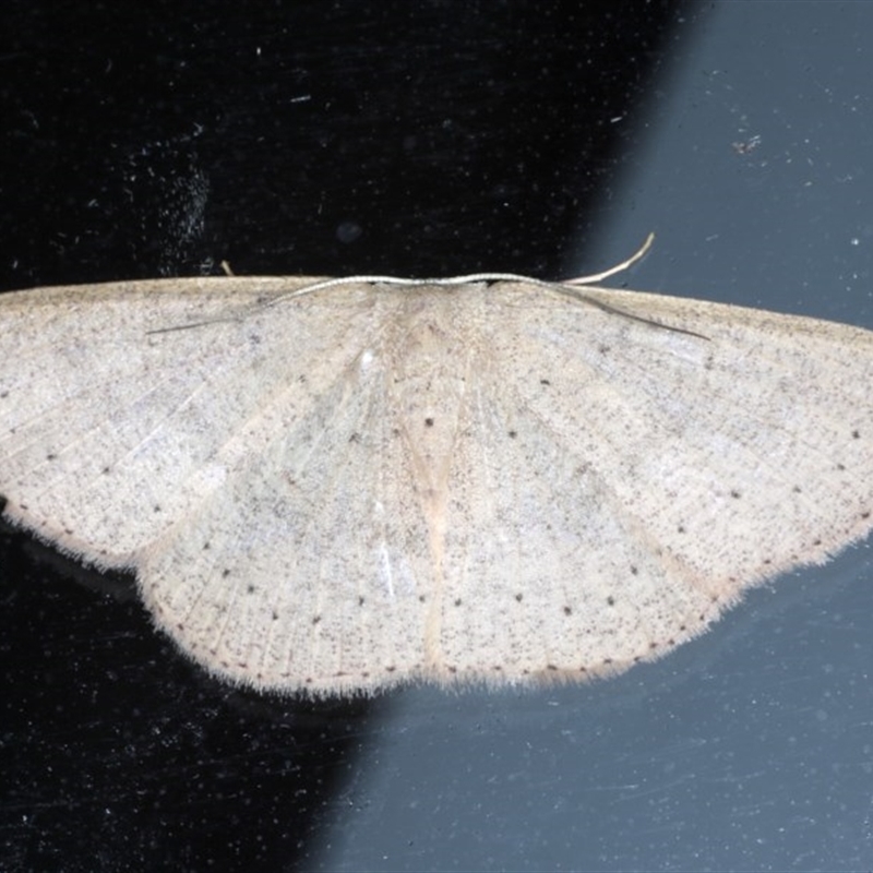 Cyclophora obstataria