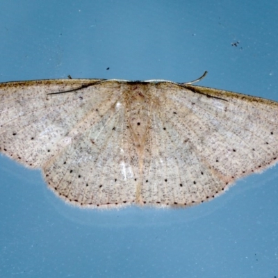 Cyclophora obstataria