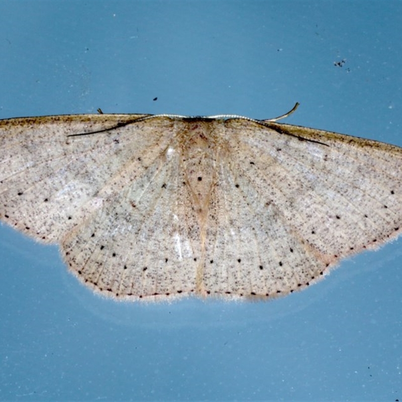 Cyclophora obstataria