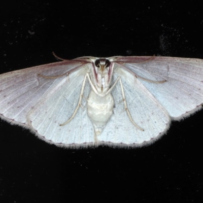 Cyclophora obstataria