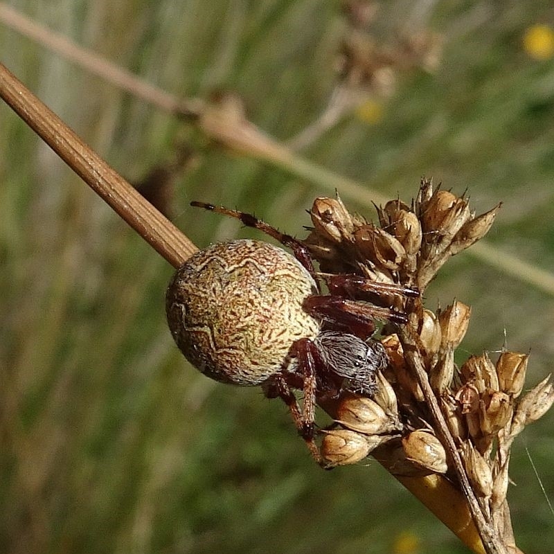 Salsa fuliginata