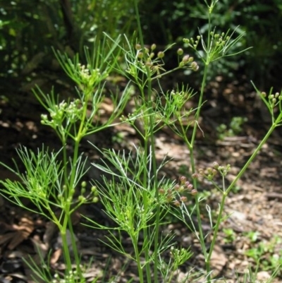 Cyclospermum leptophyllum