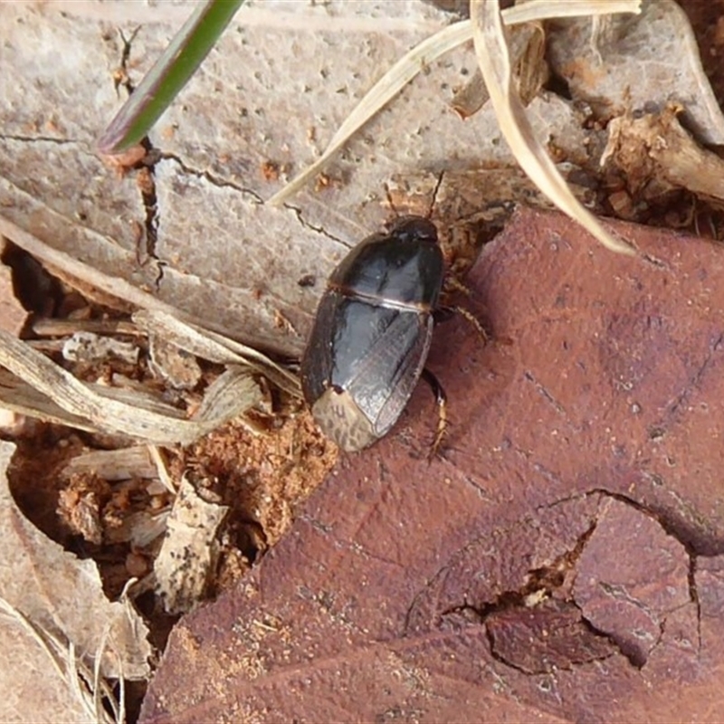 Cydnidae (family)