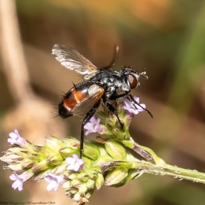 Cylindromyia sp. (genus)