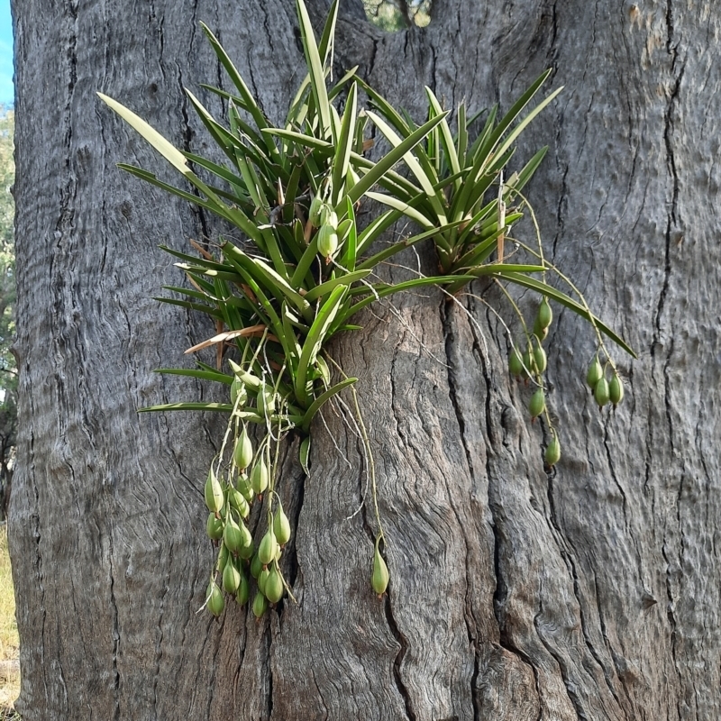 Cymbidium canaliculatum