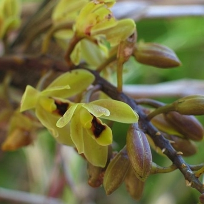 Cymbidium suave