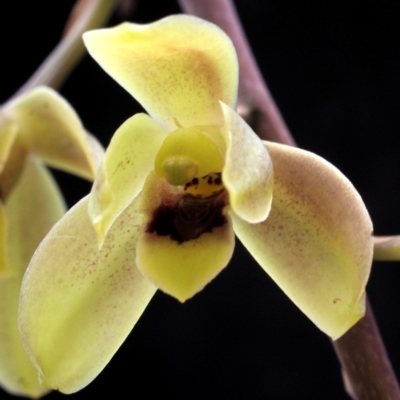 Cymbidium suave