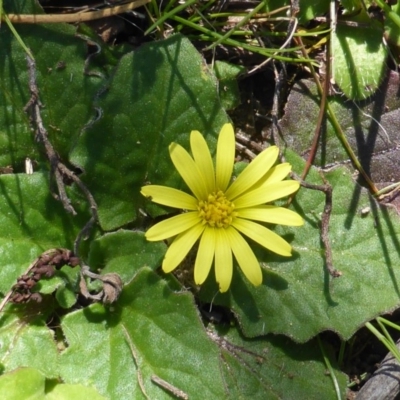 Cymbonotus sp. (preissianus or lawsonianus)