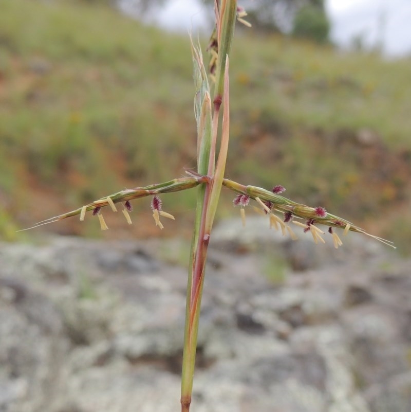 Cymbopogon refractus