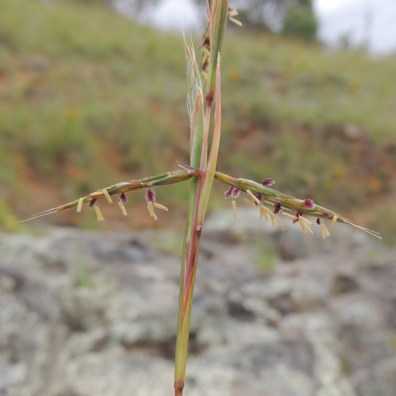 Cymbopogon refractus