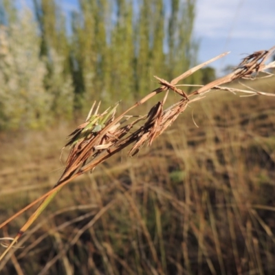 Cymbopogon refractus