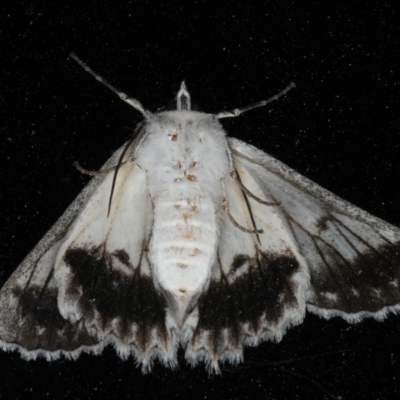 Male underside