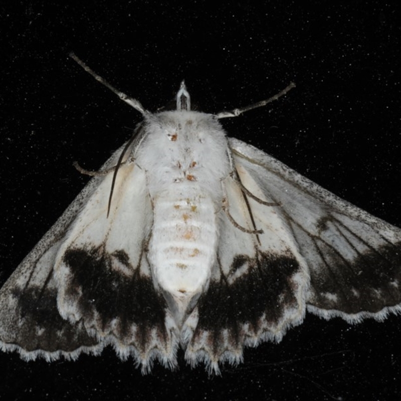 Male underside