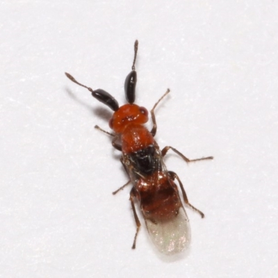Aeschylia sp. (genus)