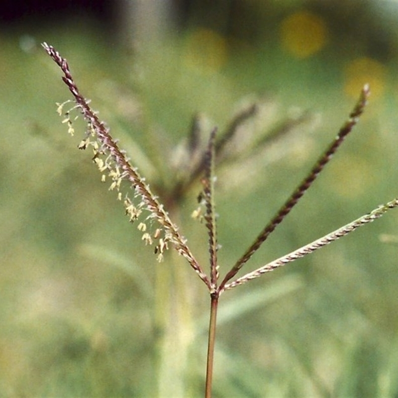 Cynodon dactylon