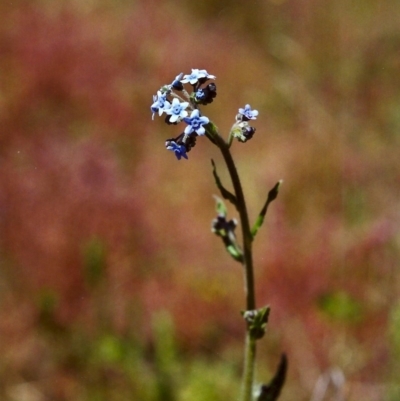 Cynoglossum australe