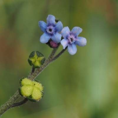 Cynoglossum australe