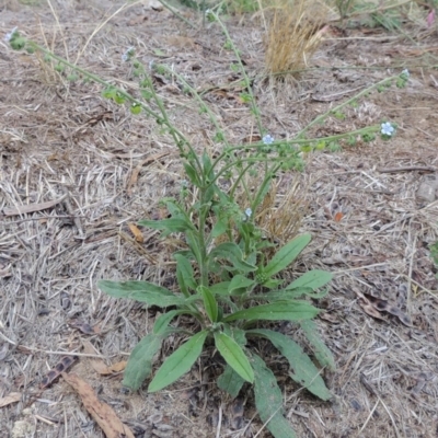 Cynoglossum australe