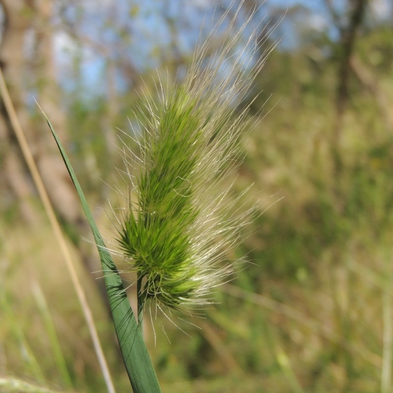 Cynosurus echinatus