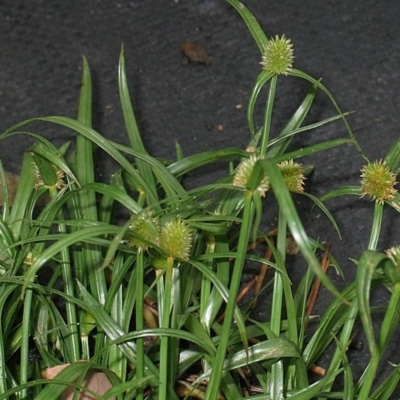 Cyperus brevifolius