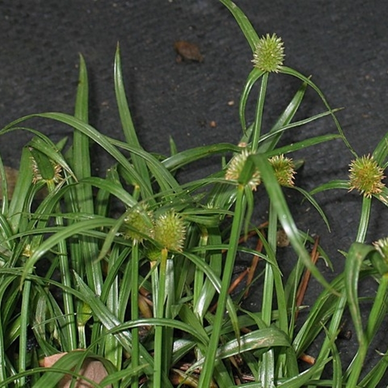 Cyperus brevifolius