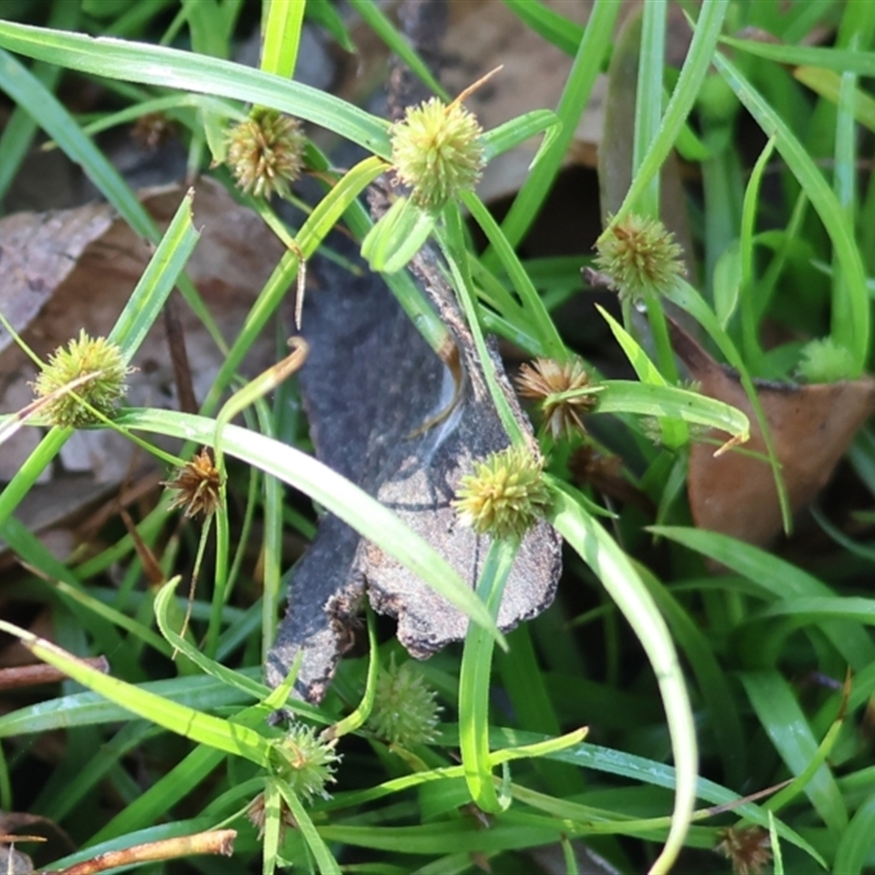 Cyperus brevifolius