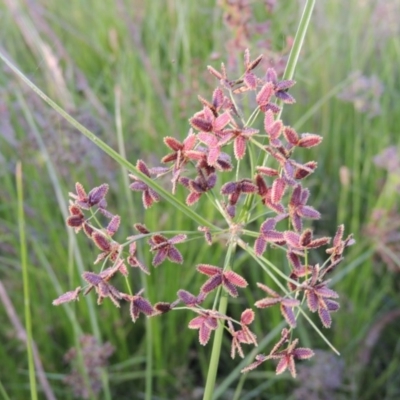 Cyperus concinnus