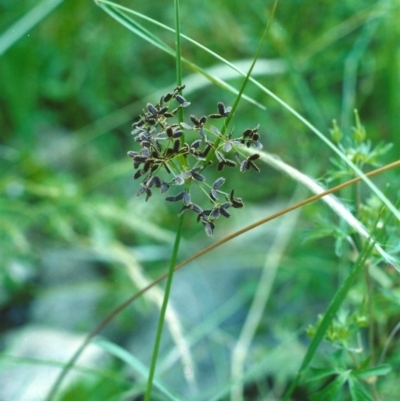 Cyperus concinnus