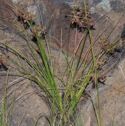 Cyperus concinnus