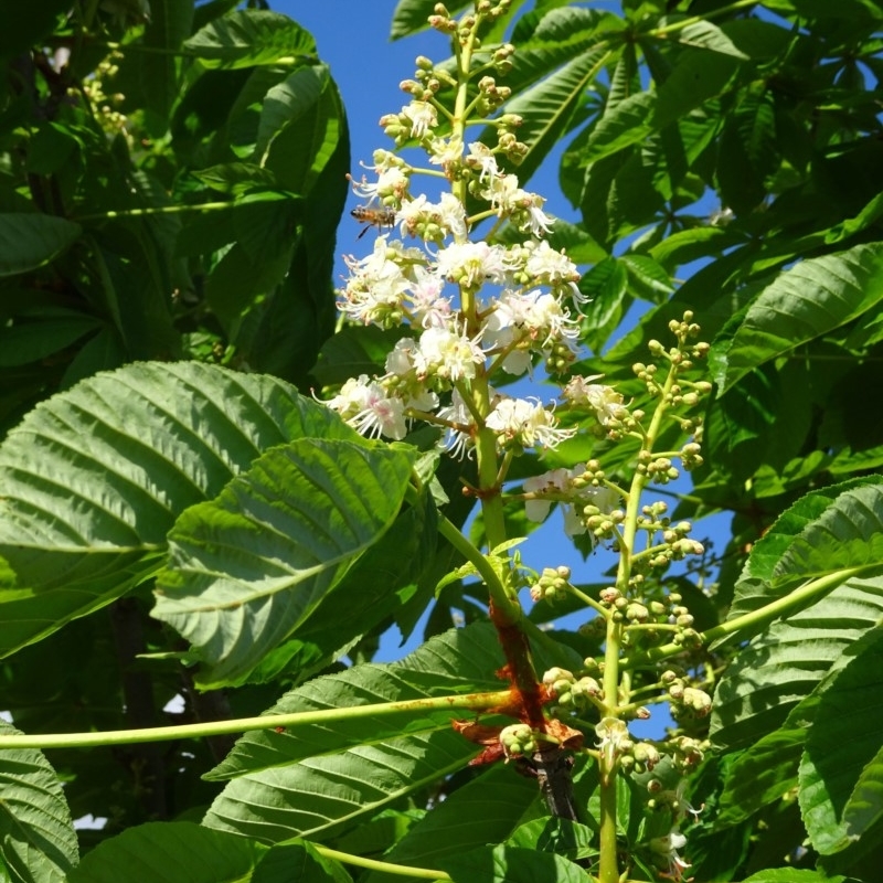 Aesculus hippocastanum