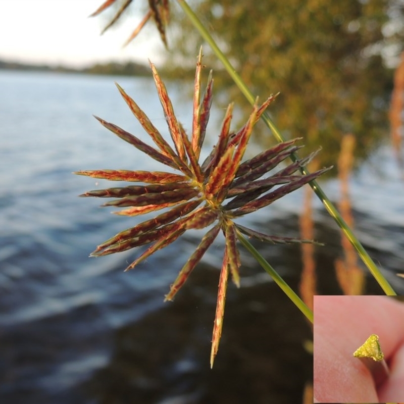 Cyperus congestus