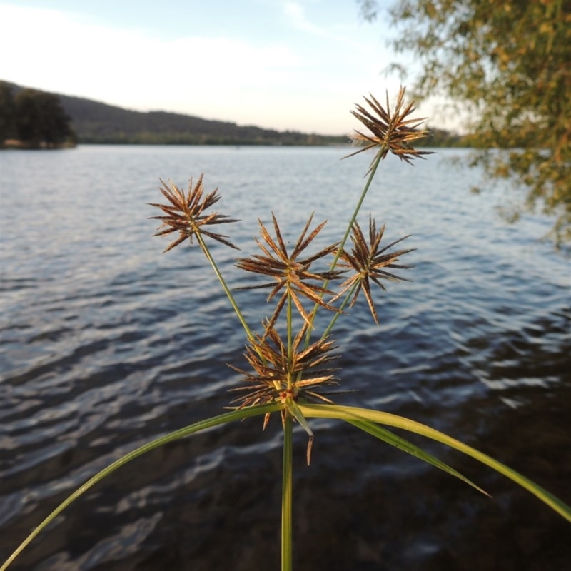 Cyperus congestus