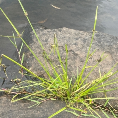 Cyperus difformis