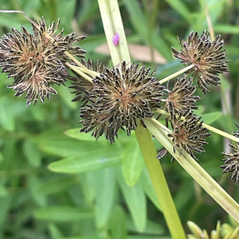 Cyperus difformis