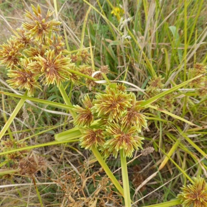 Cyperus eragrostis