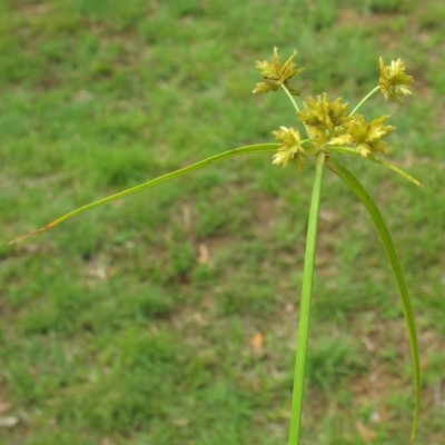 Cyperus fulvus