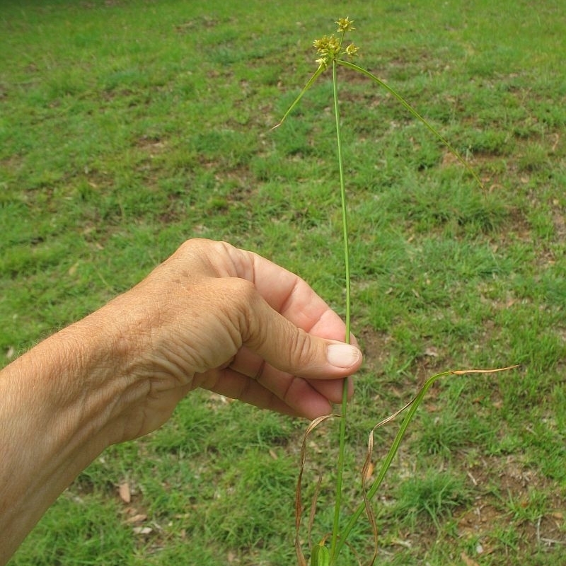 Cyperus fulvus