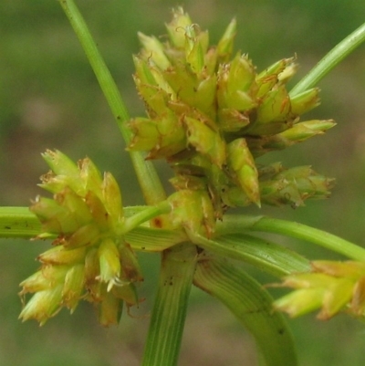 Cyperus fulvus