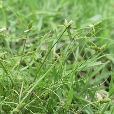 Cyperus gracilis