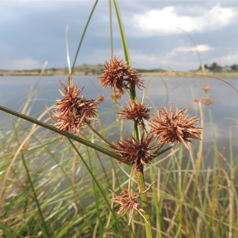 Cyperus gunnii subsp. gunnii