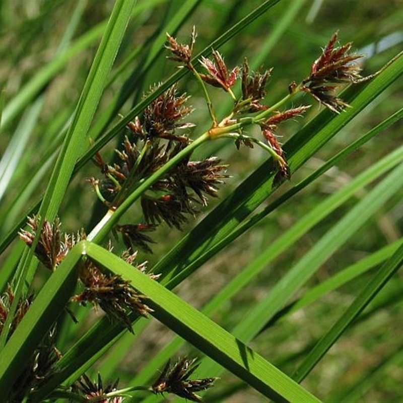 Cyperus gunnii subsp. gunnii