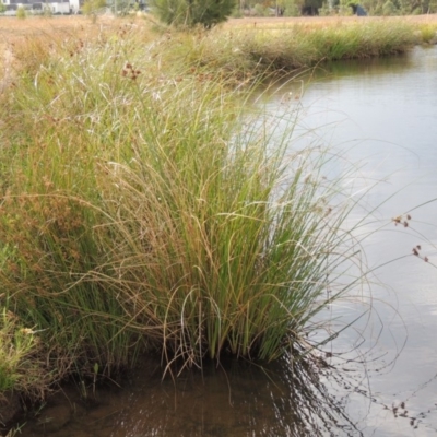 Cyperus gunnii subsp. gunnii