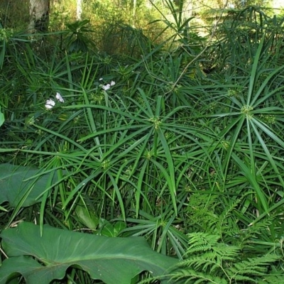 Cyperus involucratus